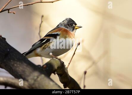 Olomouc, République tchèque. 17 mars 2020. Brambling (Fringilla montifringilla) assis sur la branche à Olomouc, République tchèque, 17 mars 2020. Crédit: Ludek Perina/CTK photo/Alay Live News Banque D'Images