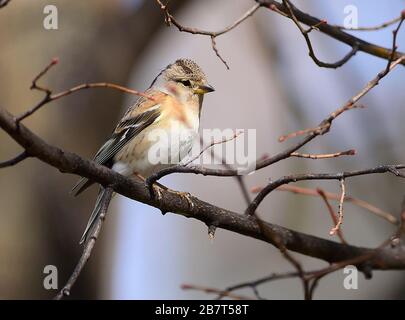 Olomouc, République tchèque. 17 mars 2020. Brambling (Fringilla montifringilla) assis sur la branche à Olomouc, République tchèque, 17 mars 2020. Crédit: Ludek Perina/CTK photo/Alay Live News Banque D'Images