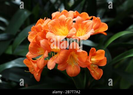 Amaryllidaceae Clivia 'Bodnant Salmon', Glasshouse, RHS Garden Wisley, Woking, Surrey, Angleterre, Grande-Bretagne, Royaume-Uni, Royaume-Uni, Europe Banque D'Images