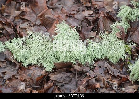 Ramalina farinacea, connue sous le nom de Farinose cartilage Lichen, une lichen épiphytique fruticose de Finlande Banque D'Images