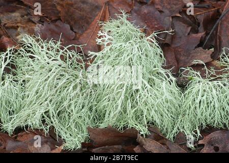 Ramalina farinacea, connue sous le nom de Farinose cartilage Lichen, une lichen épiphytique fruticose de Finlande Banque D'Images