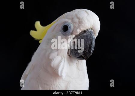 Notre Triton Cockatoo Banque D'Images