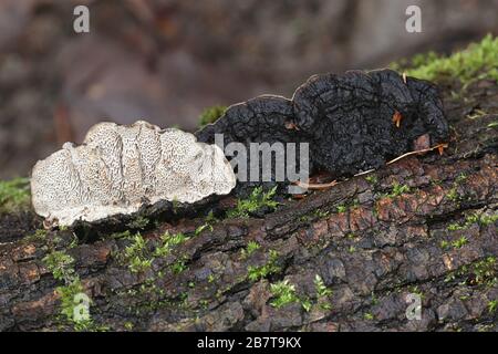Dataronia mollis, connu sous le nom de Mazegill commun, champignon de support de Finlande Banque D'Images