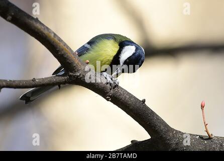 Olomouc, République tchèque. 17 mars 2020. Sykora konadra (Parus Major) assis sur le banc à Olomouc, République tchèque, 17 mars 2020. Crédit: Ludek Perina/CTK photo/Alay Live News Banque D'Images