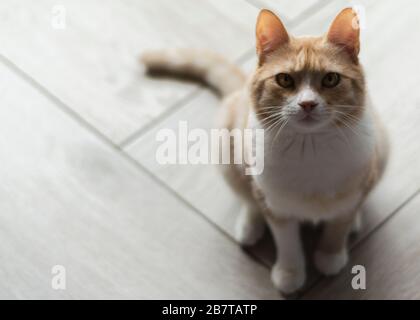 chat rouge avec des taches blanches Banque D'Images