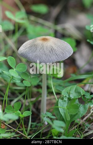 Parasola sp, champignon à capuchon d'inkcap de Finlande Banque D'Images