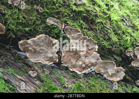 Stereum rugosum, connu sous le nom de Bleeding Broadleaf Crust, cète de croûte de Finlande Banque D'Images