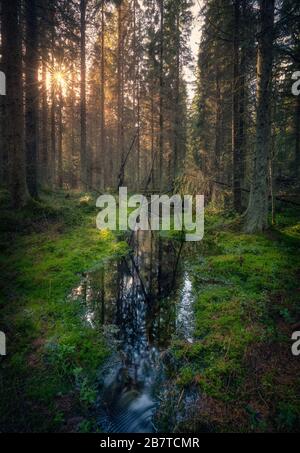 Paysage forestier d'ambiance avec une crique idyllique et de la mousse à la journée ensoleillée de printemps en Finlande Banque D'Images