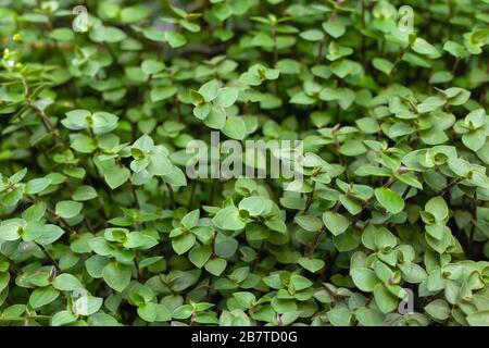 Près des feuilles vertes de Callisia repens dans le jardin. Fond de la plante de Vine de tortue. Banque D'Images