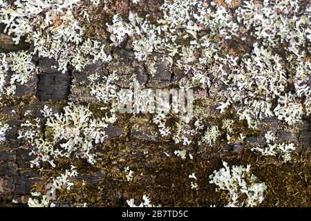 Lichen sur écorce d'arbre. Moss sur la branche de l'arbre. Mise au point sélective. Banque D'Images