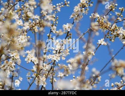 Beelitz, Allemagne. 17 mars 2020. Les fleurs d'une mirabelle (Prunus domestica subsp. Syriaca). Crédit: Patrick Pleul/dpa-Zentralbild/ZB/dpa/Alay Live News Banque D'Images