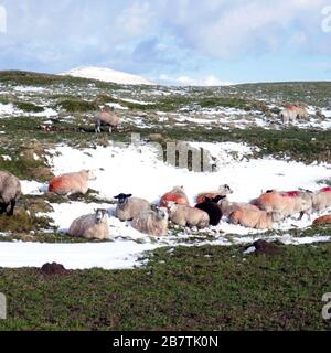 Castleton, Derbyshire, Royaume-Uni. 26 février 2020. Pacage de moutons et détente sur les pentes de MAM Tor en hiver à Castleton dans Derbyshire, Royaume-Uni. Banque D'Images