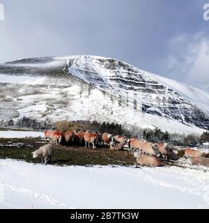 Castleton, Derbyshire, Royaume-Uni. 26 février 2020. Les moutons paissent sur les pentes de la montagne MAM Tor en hiver à Castleton dans le Derbyshire, au Royaume-Uni. Banque D'Images