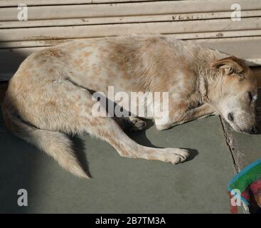 Blanc et brun le chien sans foyer dormait dans la lumière chaude du soleil sur le plancher de ciment chaud à l'extérieur d'un magasin fermé. Un chien de rue abandonné en train de sonner. Banque D'Images