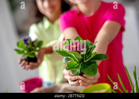 Transplanter des violettes intérieures entre les mains de filles. Banque D'Images