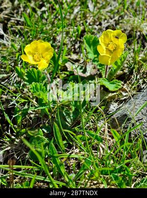 Autriche, Tyrol, fleur d'avens alpins Banque D'Images