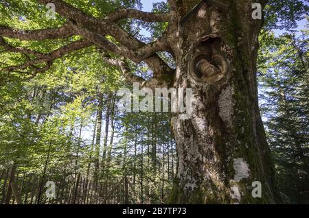 Alte Buche mit Christussigur - Blazer Herrgott - Schwarzwald Banque D'Images