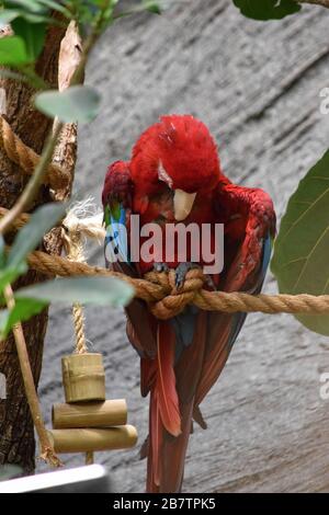 Macaw rouge sur une corde Banque D'Images
