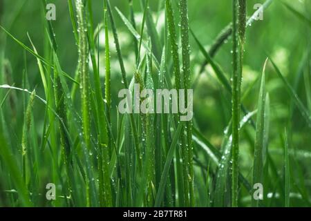 Herbe avec gouttes d'eau, fond vert naturel. Rosée sur le terrain le matin, concept de printemps Banque D'Images