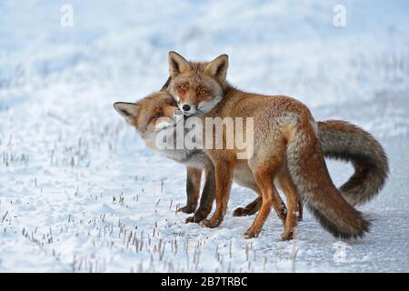 Renard rouge ( Vulpes vulpes ), renards rouges dans l'amour, la caresse, la tendresse, le comportement émotif mignon, deux renards en hiver, neige, faune sauvage, Europe. Banque D'Images