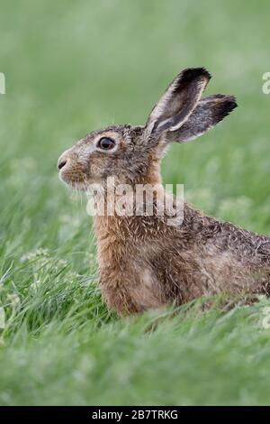 Lièvre / lièvre brun / lièvre européen ( Lepus europaeus ) assis dans un pré, regardant attentivement, belle vue latérale, faune, Europe. Banque D'Images