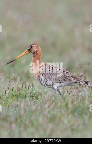 Barge à queue noire / Uferschnepfe ( Limosa limosa), adulte, échassiers, oiseaux typiques plumage nuptial, se promenant dans une prairie humide, de la faune, de l'Europe. Banque D'Images
