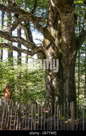 Alte Buche mit Christussigur - Blazer Herrgott - Schwarzwald Banque D'Images