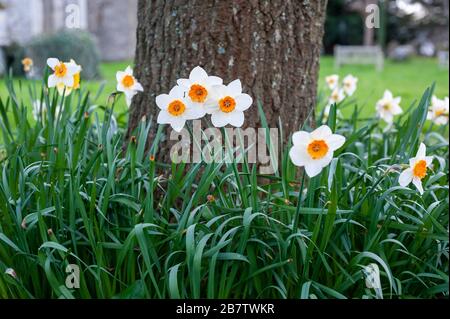 Jonquilles blanches qui poussent sous un arbre dans un cimetière au printemps, au Royaume-Uni Banque D'Images