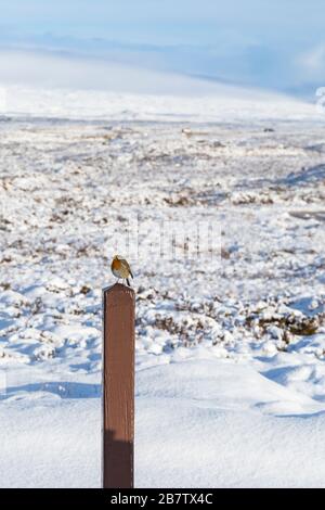 Robin bird, erithacus rubecula, sur poste dans la neige couvert Rannoch Moor, Glencoe, Highlands écossais, Ecosse en janvier Banque D'Images