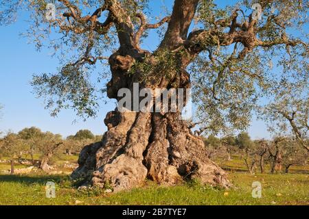 olive arbre bien taillé. Banque D'Images