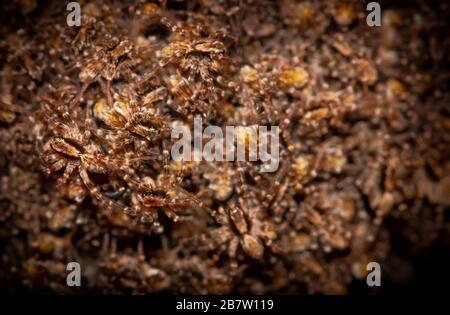 Après que les bébés d'araignée de loup (spiderlings) femelles éclosent de leur sac d'œufs, elle les porte sur son dos jusqu'à ce qu'ils soient prêts à chasser pour leur propre Banque D'Images