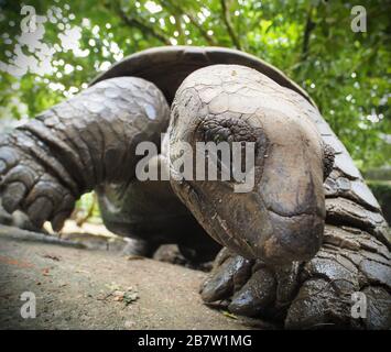 Tortue géante Aldabra, Mahe, Seychelles Banque D'Images