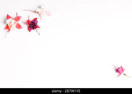 Composition festive des fleurs sur fond blanc. Vue en hauteur Banque D'Images