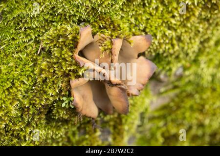 Champignons de la coupe du cèdre, Geopora sumneriana, poussant dans un mur à côté d'un cèdre par une route occupée. Les champignons se trouvent généralement près des arbres de cèdre et de l'occasion Banque D'Images