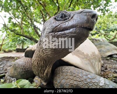 Tortue géante Aldabra, Mahe, Seychelles Banque D'Images