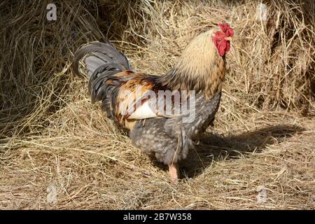 Coq de coq dans une grange à paille Banque D'Images