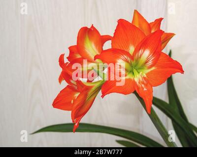 Hippeastrum, lumineux, rouge et orange avec un noyau blanc-vert, fleuri en quatre grandes fleurs sur une tige verte épaisse. Banque D'Images