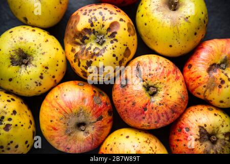 Les pommes Windfalled qui ont été entreposées au cours de l'hiver et commencent finalement à se détériorer. Dorset Angleterre Royaume-Uni GB Banque D'Images