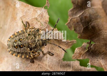 La nymphe d'un bug forestier, également connu sous le nom de blindbug à pattes rouges, Pentatome rufipes, reposant sur une feuille de chêne morte sur le bord d'un sentier boisé. Dor Banque D'Images