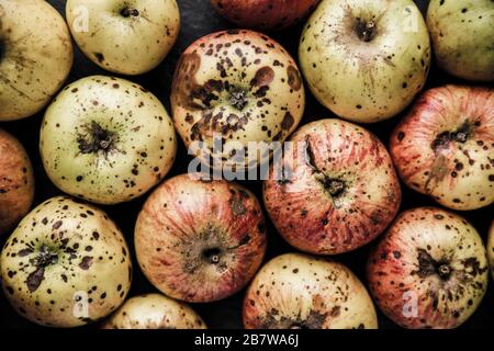 Les pommes Windfalled qui ont été entreposées au cours de l'hiver et commencent finalement à se détériorer. Image désaturée. Dorset Angleterre Royaume-Uni GB Banque D'Images