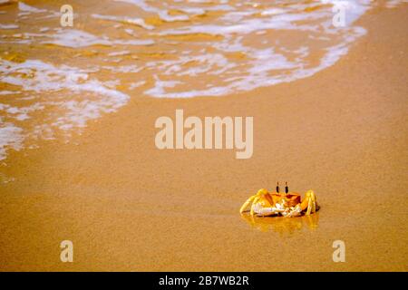 Un crabe qui traverse le sable sur une plage indienne Banque D'Images