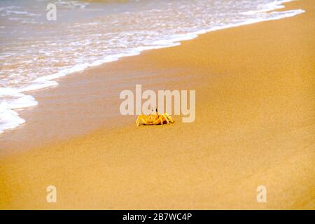 Un crabe qui traverse le sable sur une plage indienne Banque D'Images