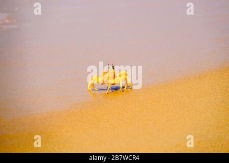 Un crabe qui traverse le sable sur une plage indienne Banque D'Images