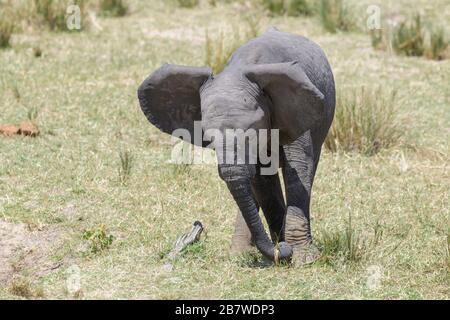 Éléphant d'Afrique (Loxodonta africana) bébé veau nourrissant herbe sur la rive, rivière Mara, parc national Serengeti, Tanzanie. Banque D'Images