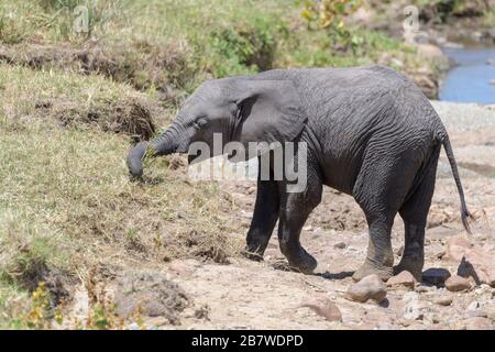 Éléphant d'Afrique (Loxodonta africana) bébé veau nourrissant herbe sur la rive, rivière Mara, parc national Serengeti, Tanzanie. Banque D'Images