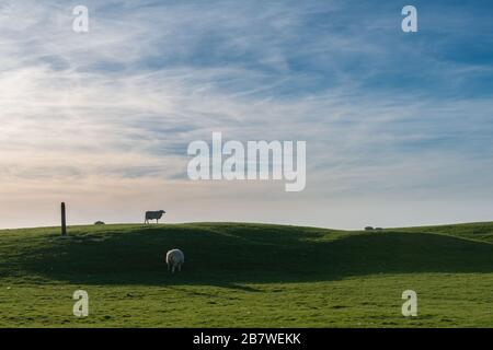 Paysage et péninsule Eiderstedt, Frise du Nord, Schleswig-Holstein, Allemagne du Nord, Europe centrale Banque D'Images