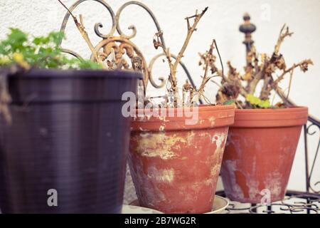 Éveil du géranium et du persil dans les vieux pots de fleurs Banque D'Images