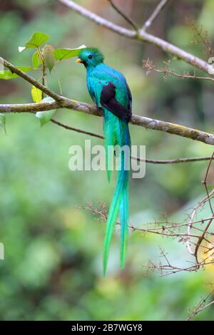 Un beau Quetzal adulte mâle resplendent (Phomachrus mocinno) perché sur une branche mossy dans la forêt nuageuse du Costa Rica Banque D'Images