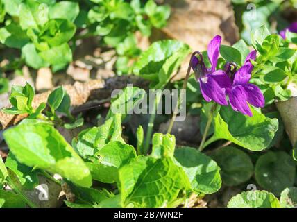 violettes de printemps. Viola odorata. Senteur. Forêt de fleurs violettes fleuries au printemps Banque D'Images