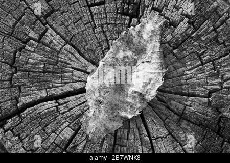 Anneaux d'arbre et feuille sèche Banque D'Images